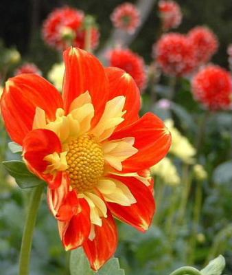 latest_dahlias