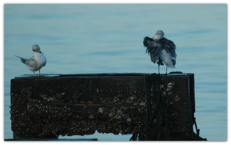 DSC_5873a.JPG
