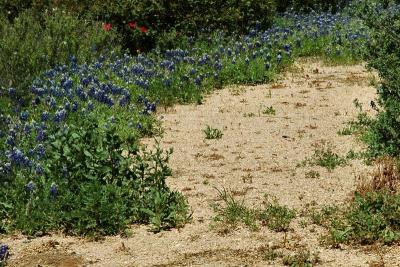 u15/lreneau76/medium/42016807.BlueBonnets.jpg