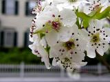 white tree blossoms ~ April 27th
