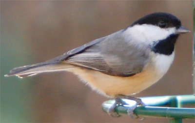 Carolina Chickadee