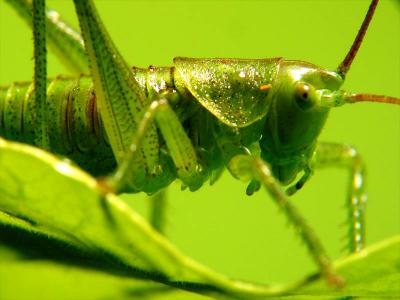 grasshopper1