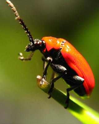 bug4