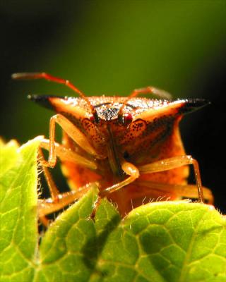 bug5
