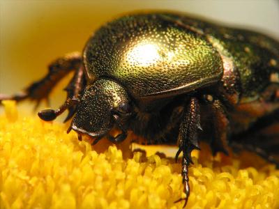 bug6