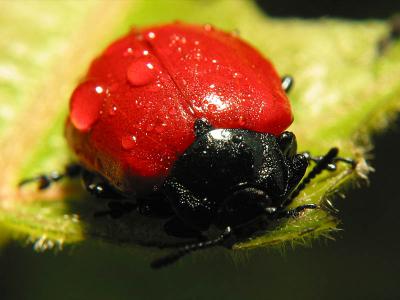 bug11