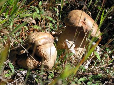 Genuine mushrooms