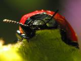 bug12