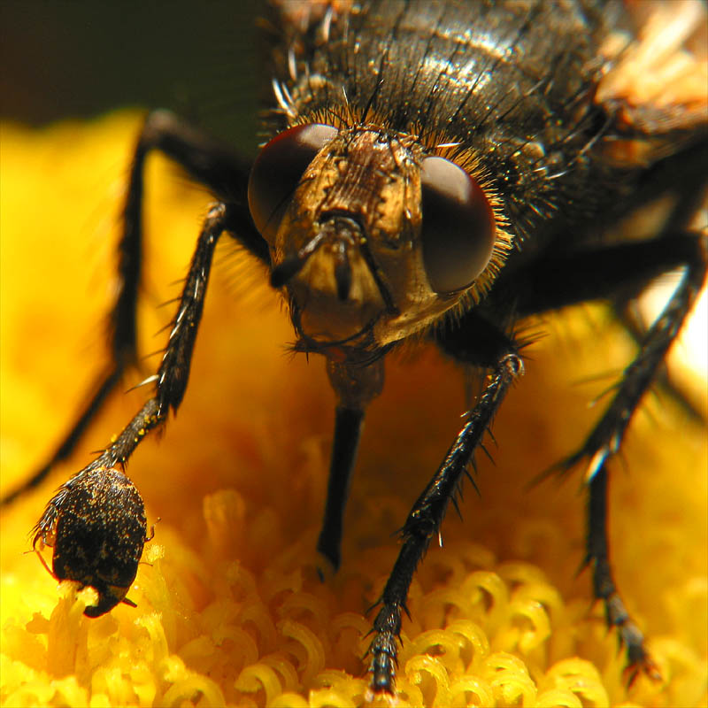 fly1
