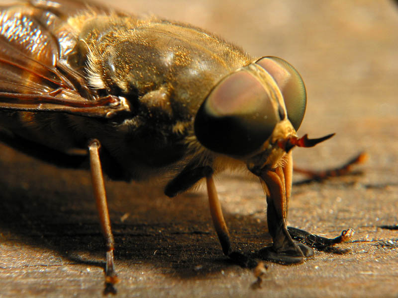 fly3