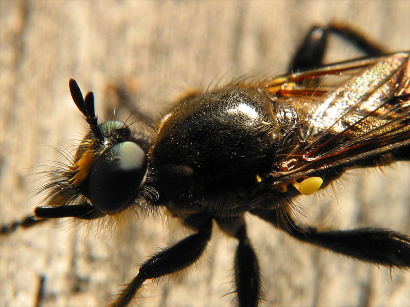 insect2