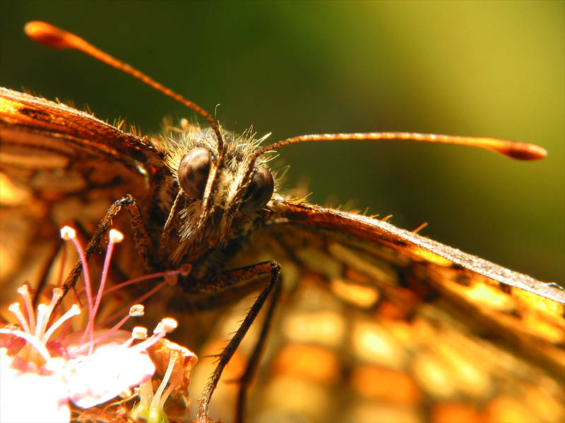 butterfly1