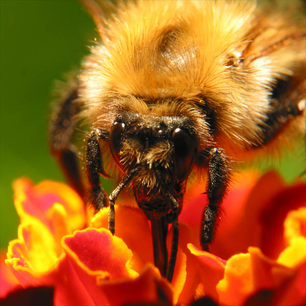 bee1