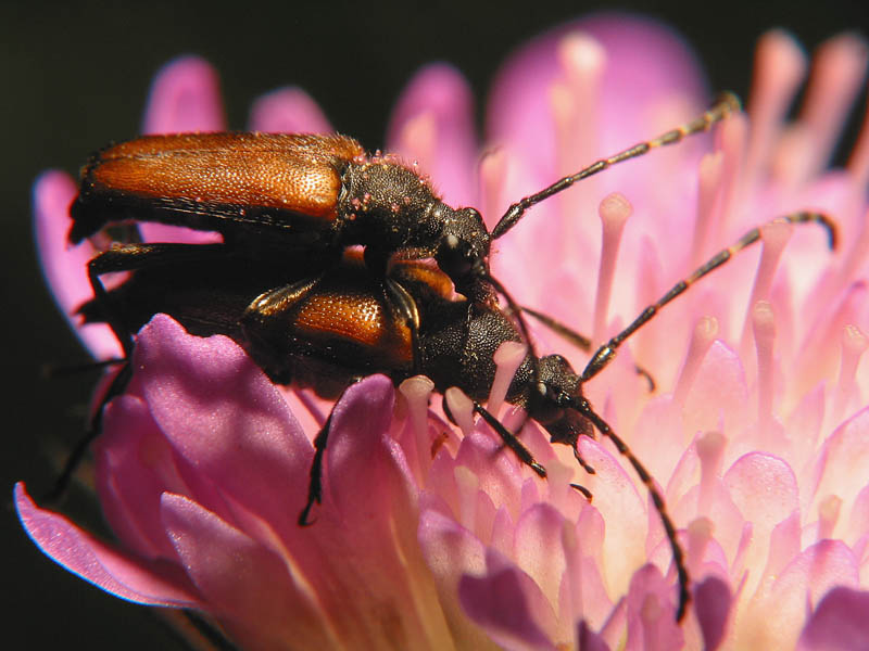 insect4