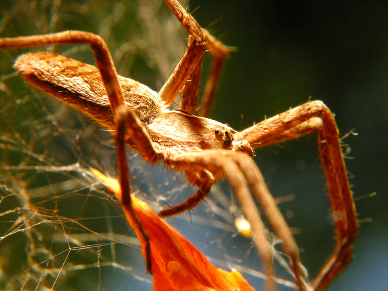 spider1