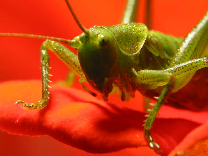 grasshopper2