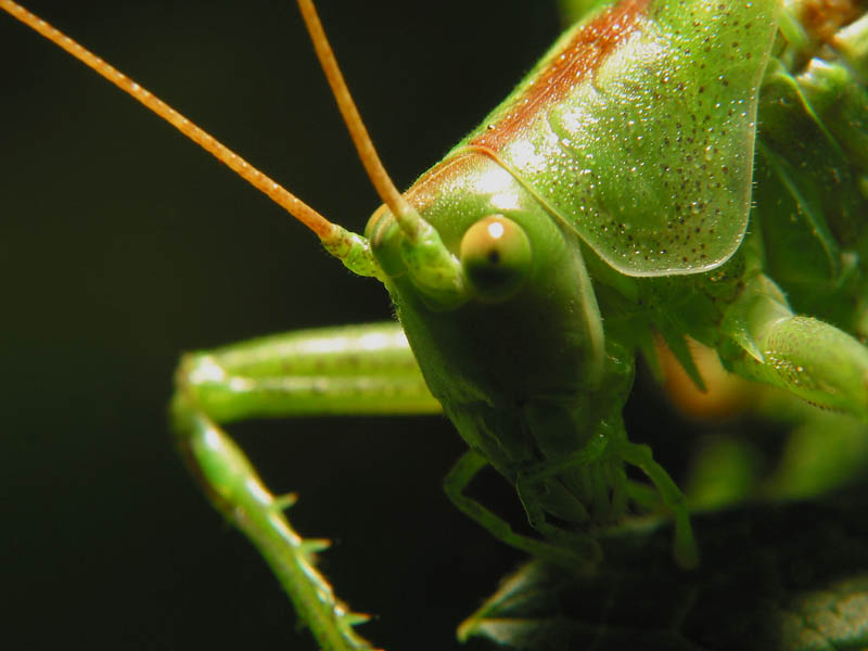 grasshopper3