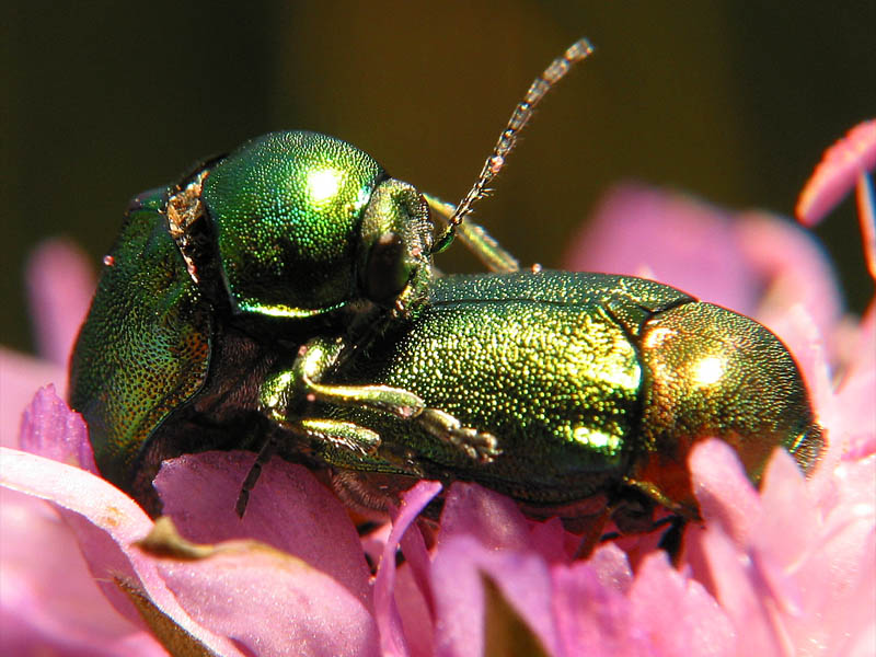 bugs2