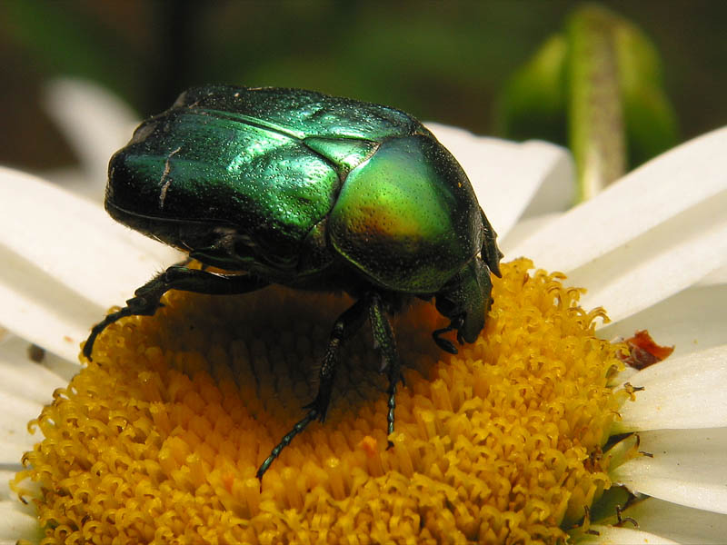 bug3