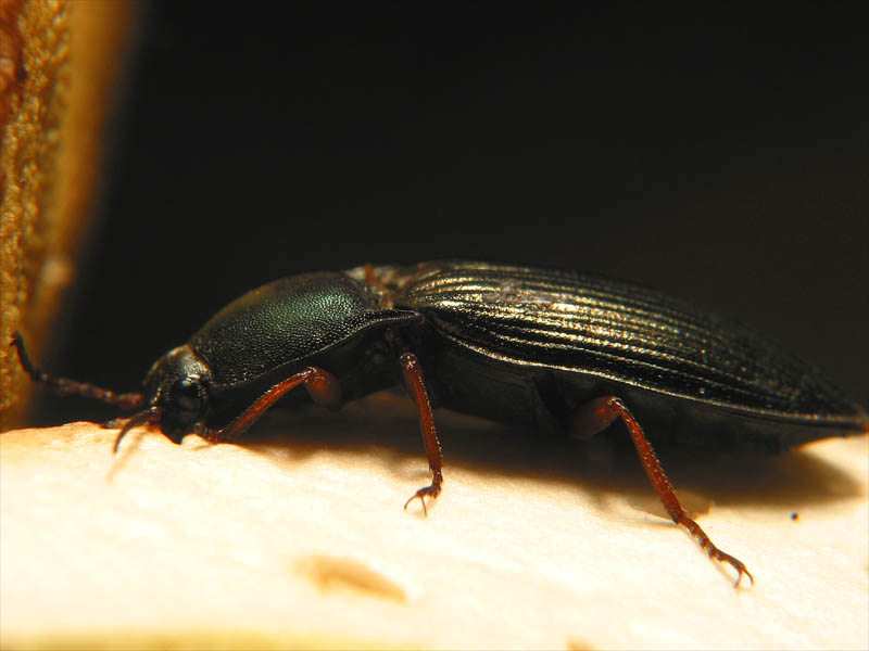 bug7