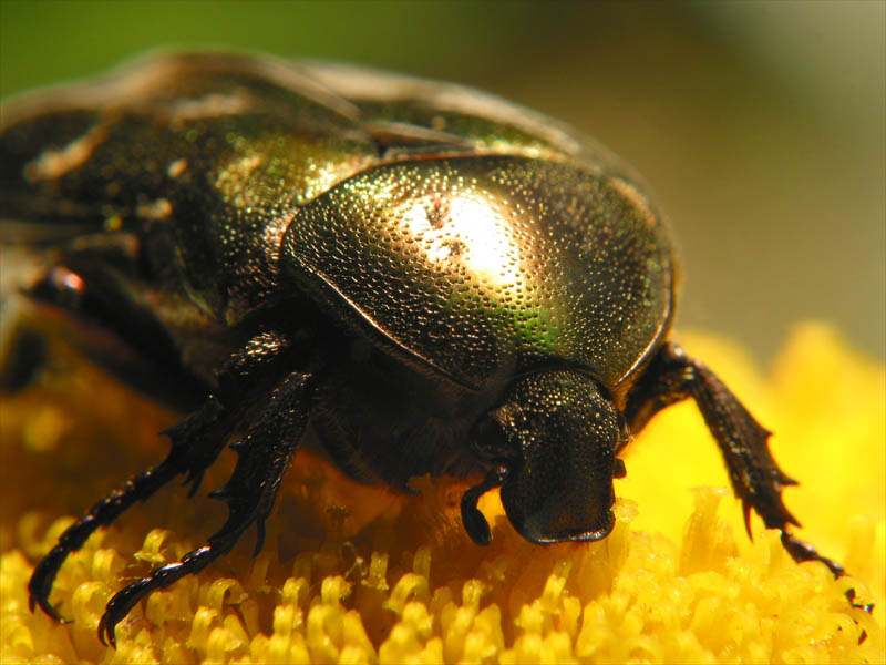 bug10