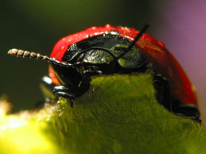 bug12