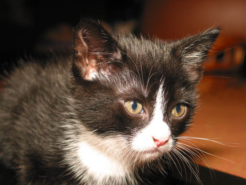 Teo the Cat1