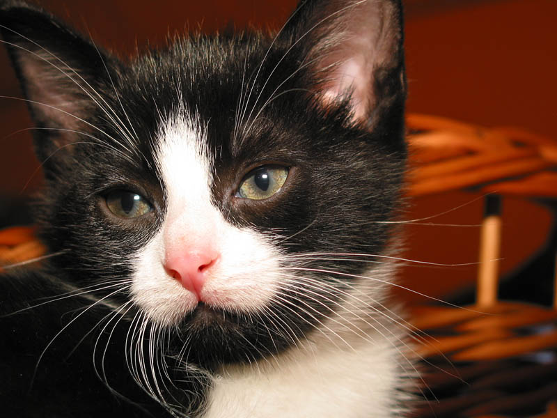 Teo the Cat3