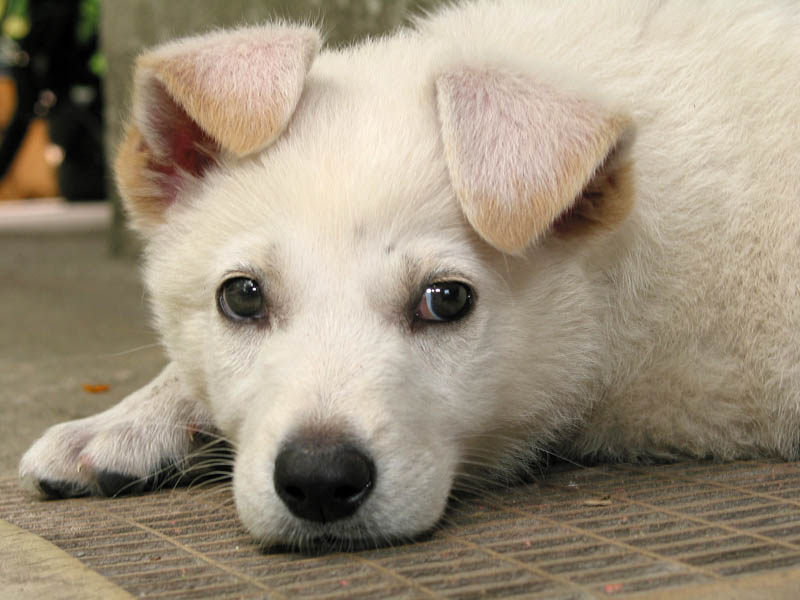 Doggy