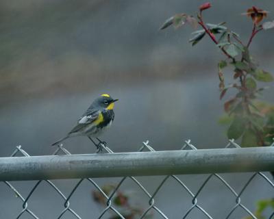 yellow rumped warbler - yardbird