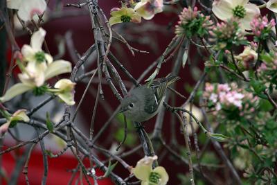 ruby crowned Kinglet - Yardbird