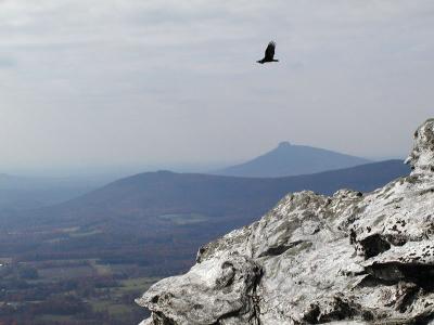 Black Vulture soars near Cook's Wall