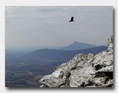 Black Vulture soars near Cook's Wall (drop shadow )