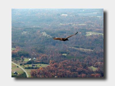 Bird's Eye View - Soaring with a Turkey Vulture