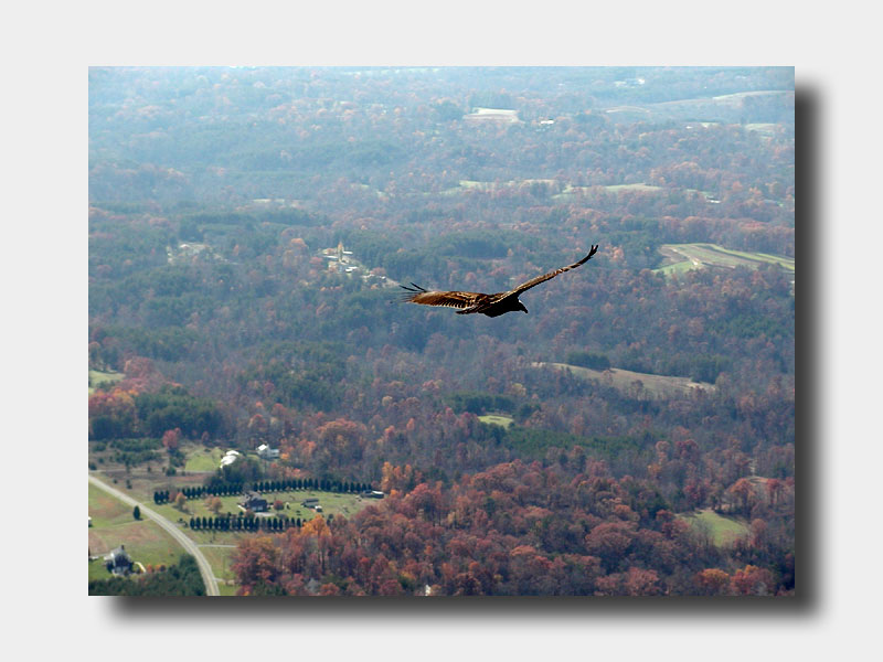 Birds Eye View - Soaring with a Turkey Vulture