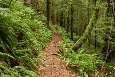Just another trail