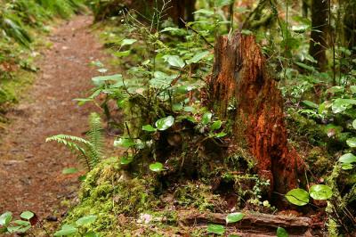Mostly overlooked on the trail