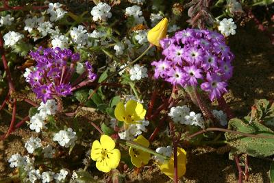 Img_9820 copy.jpg