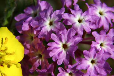 Sand Verbena