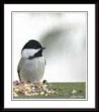 Chickadee