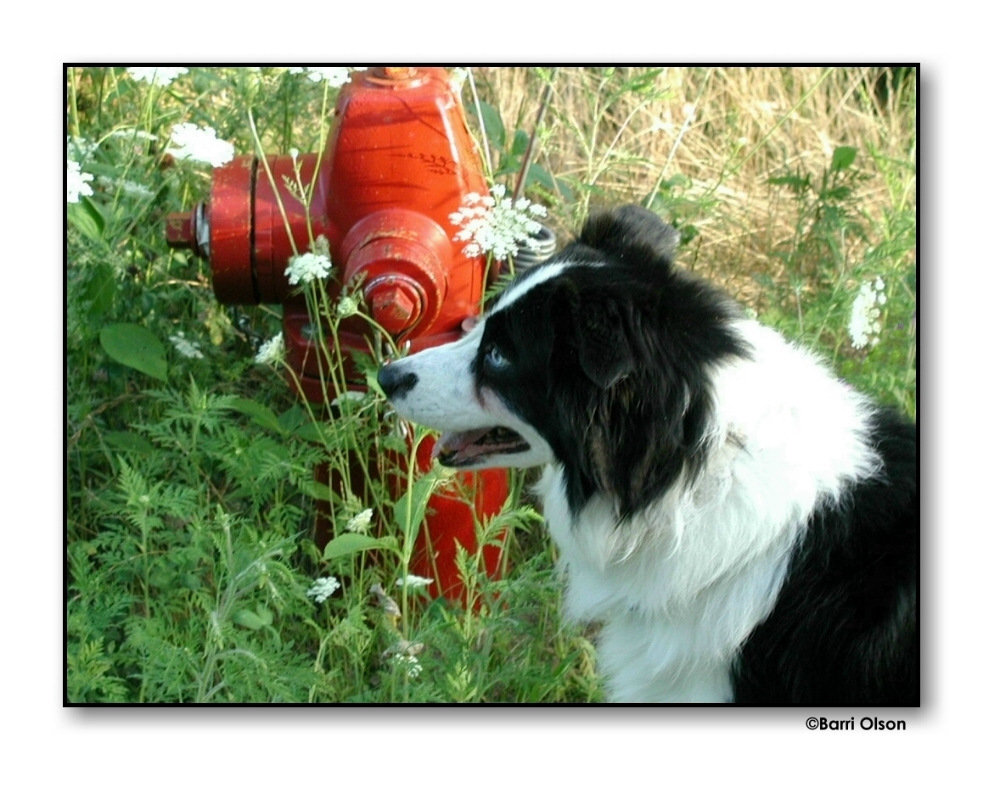 Lucky (Border Collie) and the Hydrant