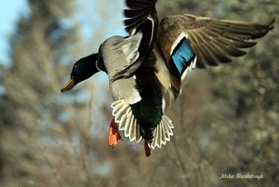 Follow The Leader - Mallard Duck