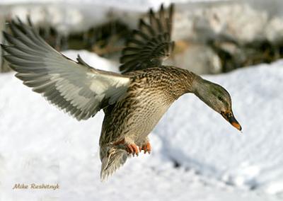 Snow Queen - Mallard Duck