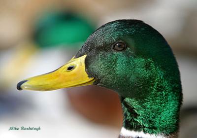 Drill Segreant-Major Mallard