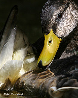 Fussy Feather Fetish - Duck