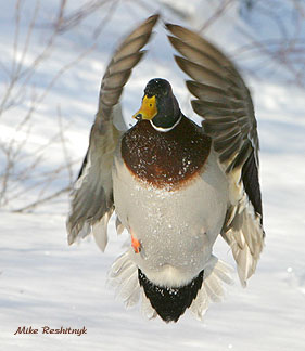 Up In Arms - Mallard Duck