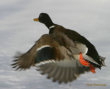 Scramble Mallard Red Leader 1