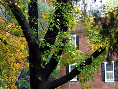 tree_crook_brickhouses.jpg