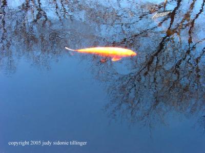 4.10.05 bbg goldfish