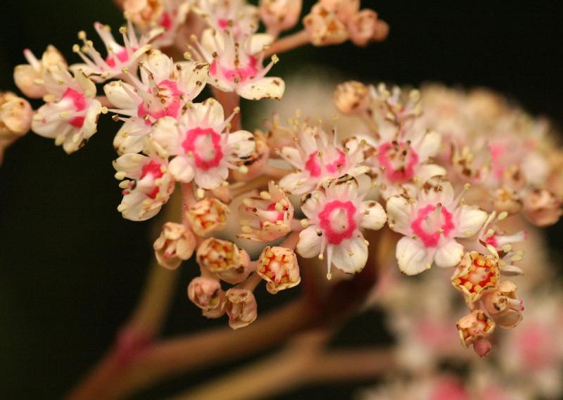 Rodgersia inflorescence